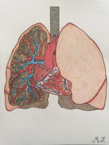 apparato respiratorio