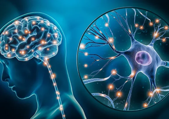 neuroplasticità
