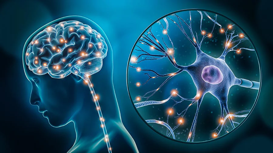 neuroplasticità neuroplasticità
