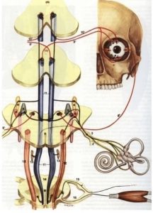 arco riflesso vestibolo oculo motore