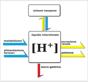 equilibrio acido base