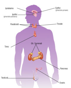 ghiandole endocrine
