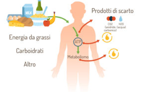metabolismo
