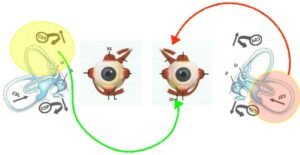 riflesso vestibolo oculomotore