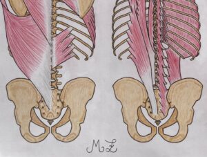 fascia toraco lombare