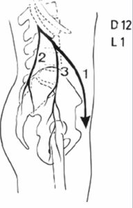 innervazione T12 L1