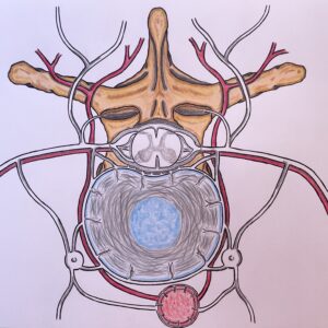 vertebra