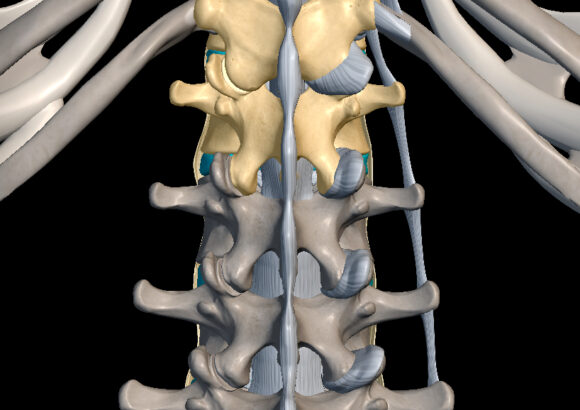 vertebre toraco lombari