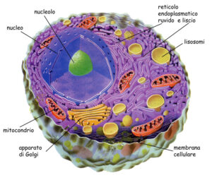cellula eucariote