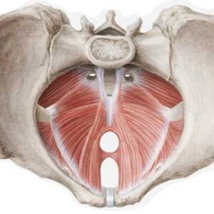 pavimento pelvico pavimento pelvico