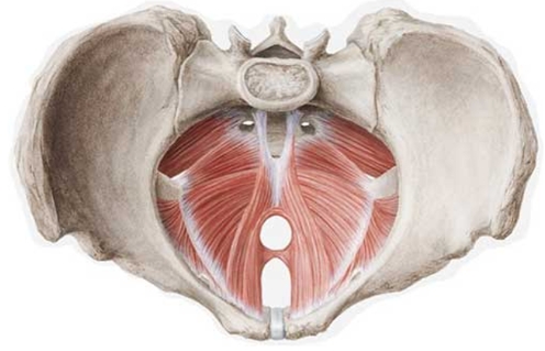 pavimento pelvico
