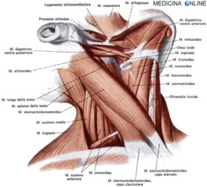 anatomia scom